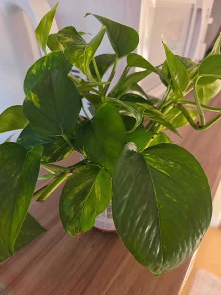 Photo of free plant cutting -Skindapsus (Baldock, Clothall Common SG7) #2