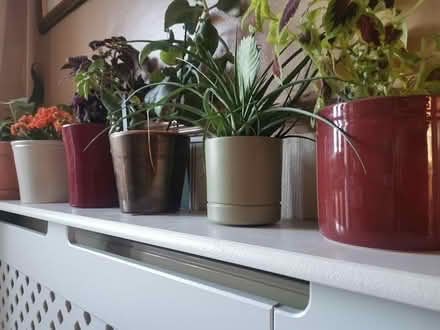 Photo of Ceramic Plant Pots, all sizes (Tile Hill, Coventry CV4) #1