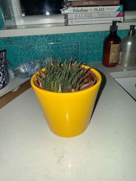 Photo of free Small potted plant (TW10 HAM) #1