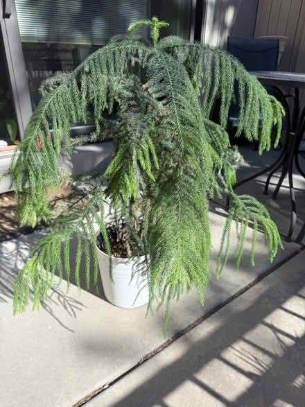 Photo of free Norfolk Pine in need of a good home (Green Mountain) #1