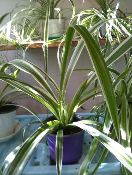 Photo of free Houseplants: Air purifying, healthy potted spider plants. (Mynydd LLandegai LL57) #3