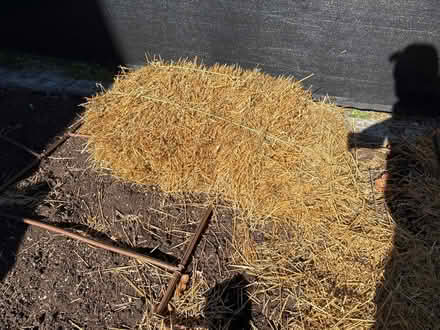 Photo of free Hay (Trelawny Circle L5n6n9) #1