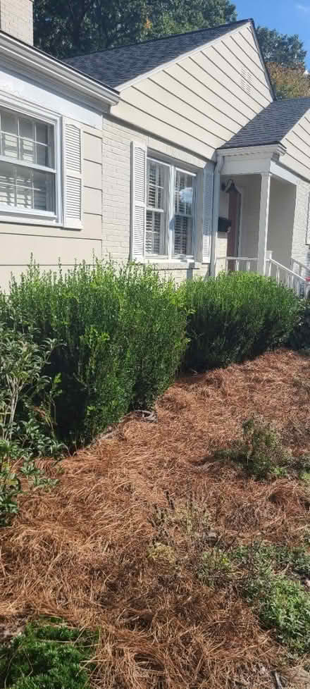 Photo of free Boxwood Bushes -5 (Lake Daniel, Greensboro) #1