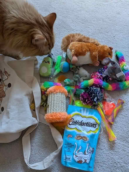 Photo of free Selection of cat toys (W5) #2