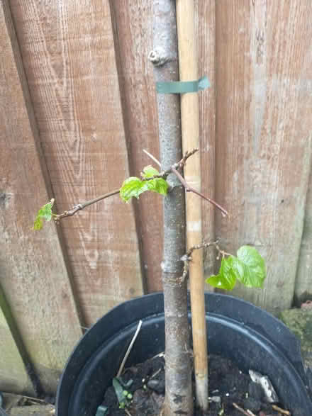 Photo of free 2 trees that need saving (Coventry CV2) #3