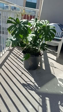 Photo of free Monstera plant (18 Concorde Place) #1