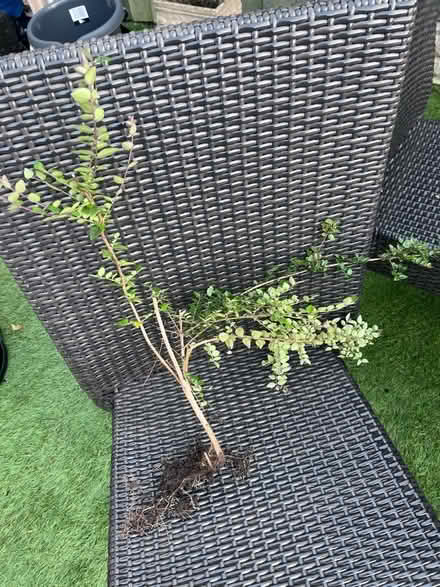 Photo of free Shrub (Garston L19) #2