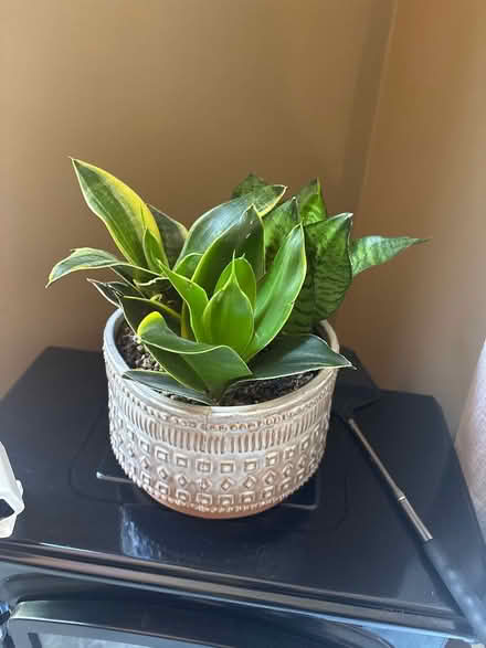 Photo of free Plants (Hermitage) #1