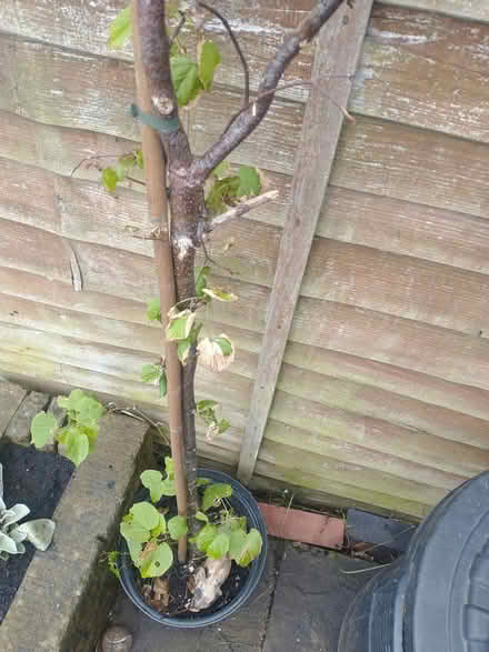 Photo of free 2 trees that need saving (Coventry CV2) #1