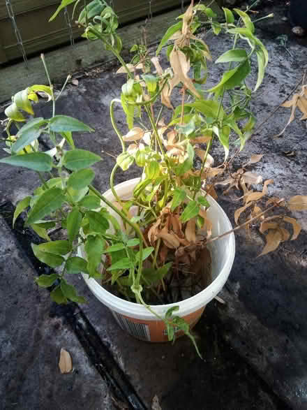 Photo of free Rooted Jasmine cuttings (Drylaw EH4) #1
