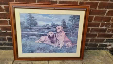 Photo of free Large picture of retrievers (Romiley SK6) #1