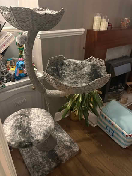 Photo of free Cat tree (Moss Side L31) #2