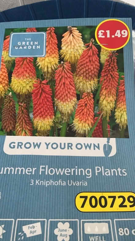 Photo of free Red hot pokers (TW2 Twickenham) #3