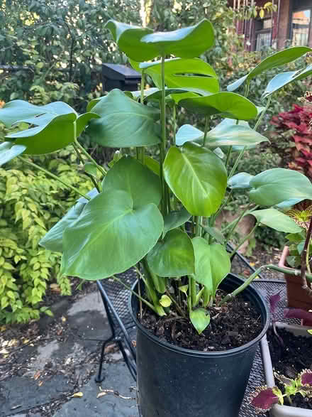 Photo of free Monstera plant (Capitol Hill near Lincoln Park) #1