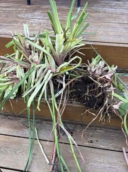 Photo of free Red hot pokers (TW2 Twickenham) #1