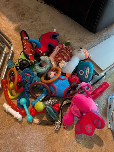 Photo of free Huge set of dog stuff... See dets (Maidstone ME15) #1