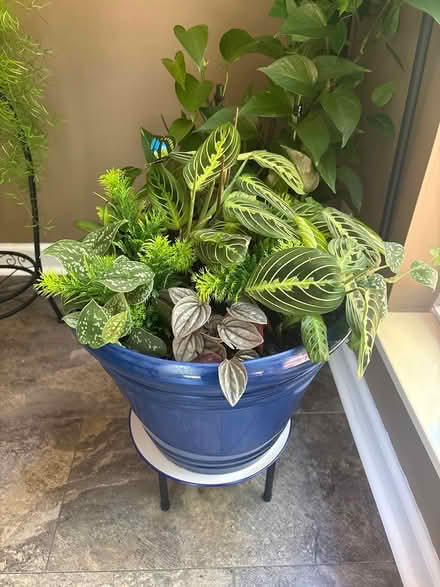Photo of free Plants (Hermitage) #2