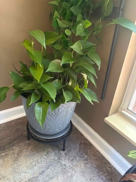 Photo of free Plants (Hermitage) #4