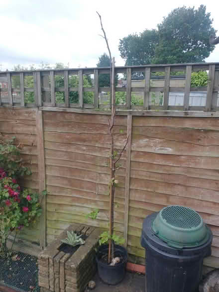 Photo of free 2 trees that need saving (Coventry CV2) #2