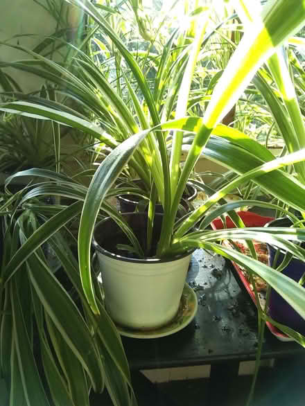 Photo of free Houseplants: Air purifying, healthy potted spider plants. (Mynydd LLandegai LL57) #1
