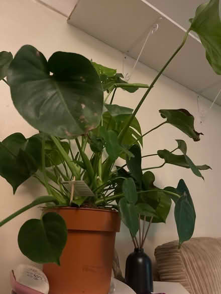 Photo of Indoor plant pots (PO4 Portsmouth) #1