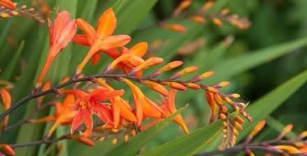 Photo of free Crocosmia (Montbretia) bulbs (Risinghurst OX3) #1