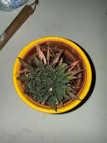 Photo of free Small potted plant (TW10 HAM) #2