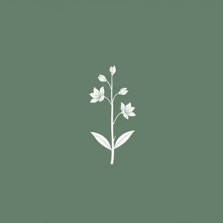 Photo of free Campanula plant (Clive Vale TN35) #1