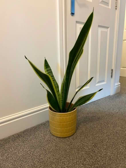 Photo of free Two large house plants (Portishead BS20) #2