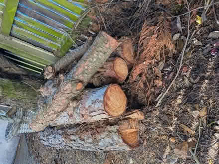 Photo of free wood (Stirchley B30) #2