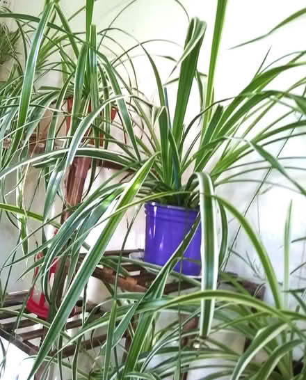 Photo of free Houseplants: Air purifying, healthy potted spider plants. (Mynydd LLandegai LL57) #4