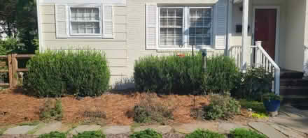 Photo of free Boxwood Bushes -5 (Lake Daniel, Greensboro) #2