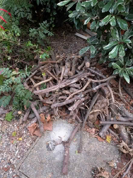 Photo of free Fire wood (Hemel Hempstead, HP2) #1