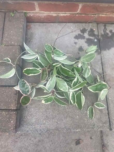 Photo of free Hoya cuttings (Al11ag) #1