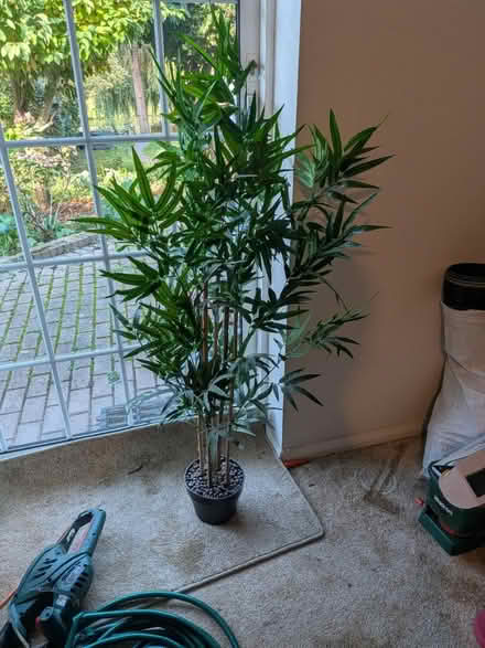 Photo of free Faux Bamboo Tree ~ 1 m / 3ft tall (Maidstone ME15) #1