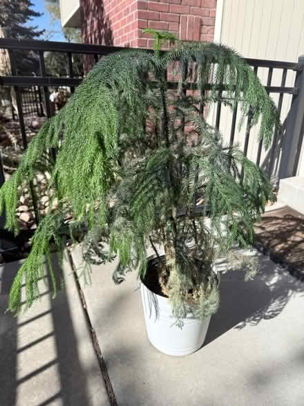 Photo of free Norfolk Pine in need of a good home (Green Mountain) #2