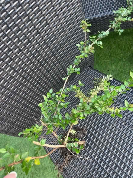 Photo of free Shrub (Garston L19) #1