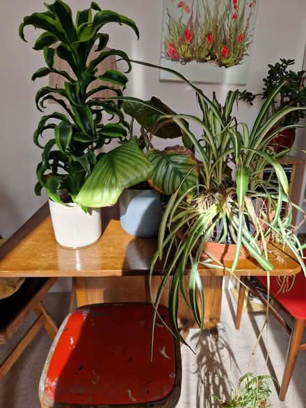 Photo of free Several indoor plants with pots requiring tlc (Eastbourne BN21) #1