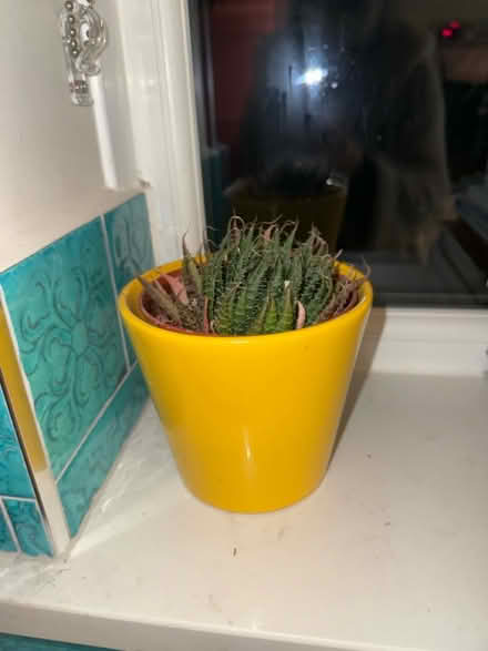 Photo of free Small potted plant (TW10 HAM) #3