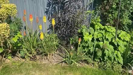 Photo of free Red hot pokers (TW2 Twickenham) #2