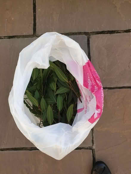 Photo of free Bay leaves (Slade Green DA8) #1