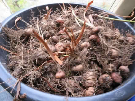 Photo of free Crocosmia (Montbretia) bulbs (Risinghurst OX3) #2