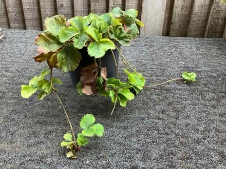 Photo of free Strawberry plants (Walderslade Bottom ME5) #1