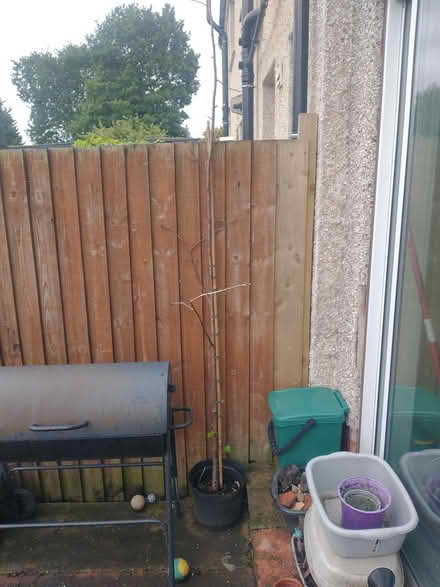Photo of free 2 trees that need saving (Coventry CV2) #4