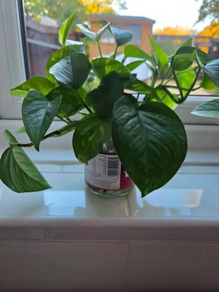 Photo of free plant cutting -Skindapsus (Baldock, Clothall Common SG7) #1