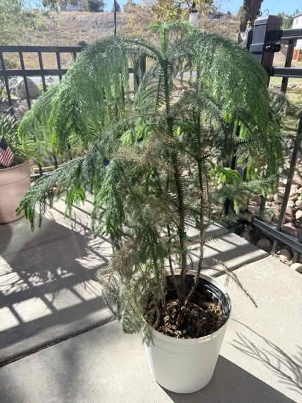 Photo of free Norfolk Pine in need of a good home (Green Mountain) #3