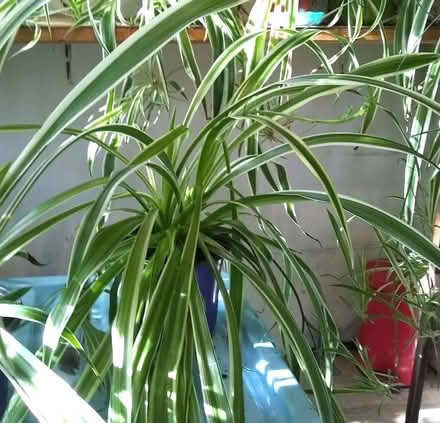 Photo of free Houseplants: Air purifying, healthy potted spider plants. (Mynydd LLandegai LL57) #2