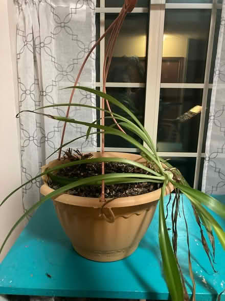 Photo of free Spider plant in hanging basket (Very south worthington) #1