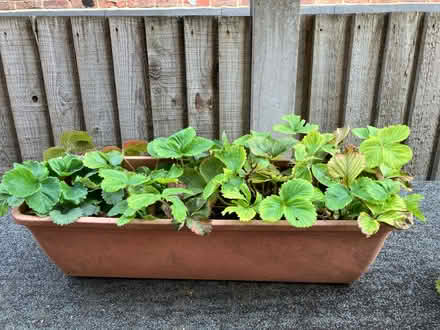 Photo of free Strawberry plants (Walderslade Bottom ME5) #2