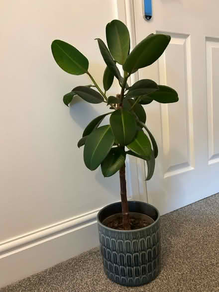 Photo of free Two large house plants (Portishead BS20) #1
